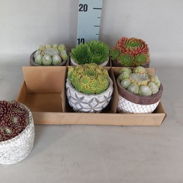 Sempervivum MIX