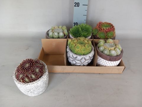 Sempervivum MIX