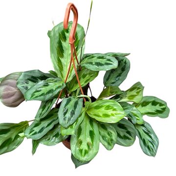 Maranta cristata 'Intense'