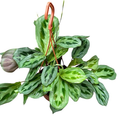 Maranta cristata 'Intense'