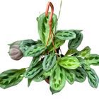 Maranta cristata 'Intense'