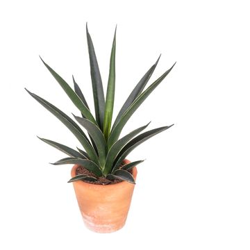 Sansevieria 'Comet Amazon Green'