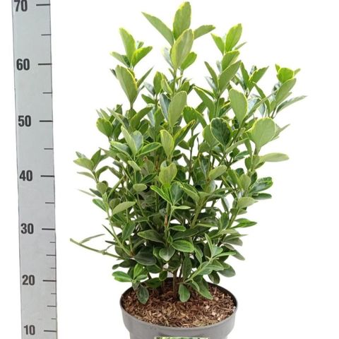 Euonymus japonicus 'Aureomarginatus'