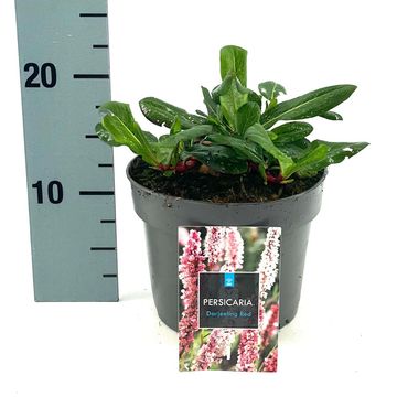 Persicaria affinis 'Darjeeling Red'