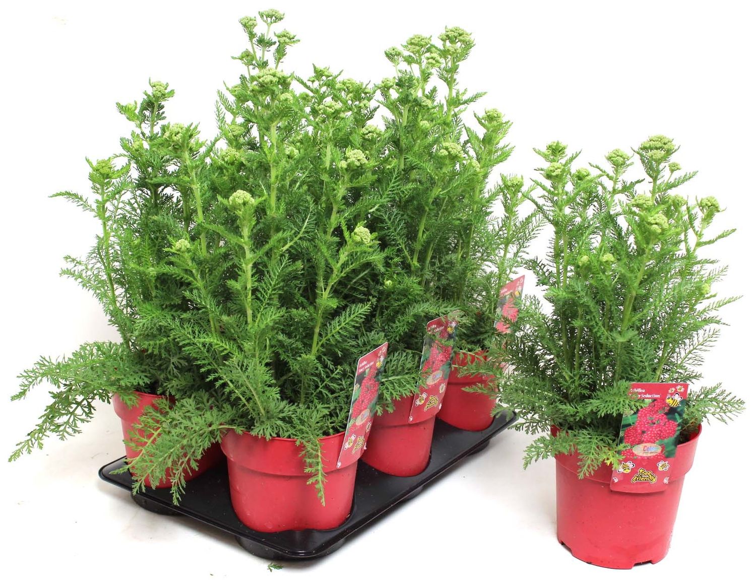 Achillea millefolium 'Saucy Seduction' — Plant Wholesale FlorAccess