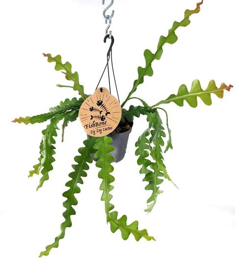 Epiphyllum anguliger