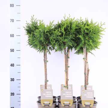 Thuja plicata 'Gelderland'