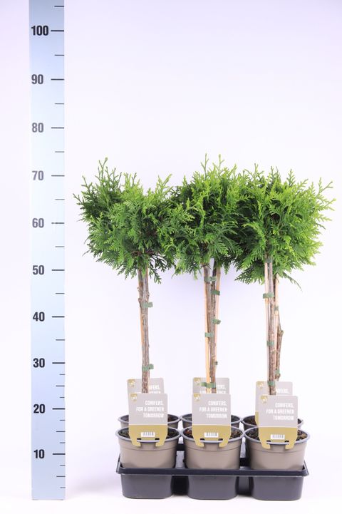 Thuja plicata 'Gelderland'