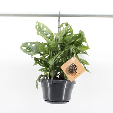 Monstera obliqua 'Monkey Leaf'