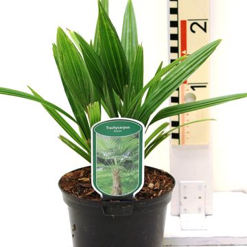 Trachycarpus fortunei