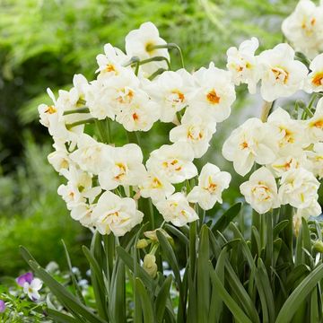 Narcissus 'Abba'