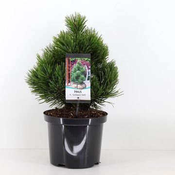 Pinus heldreichii 'Compact Gem'