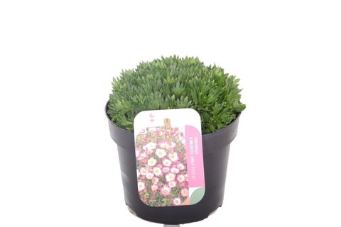 Saxifraga MARTO PICOTEE RED