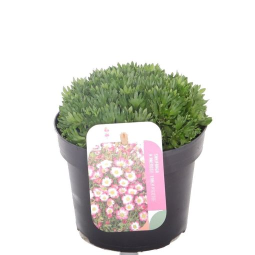 Saxifraga MARTO PICOTEE RED