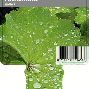 Alchemilla mollis