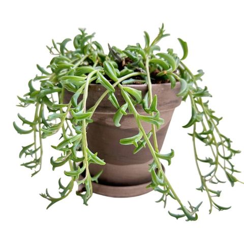 Senecio peregrinus