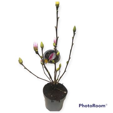 Magnolia denudata FRAGRANT CLOUD