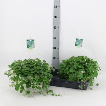 Dichondra micrantha