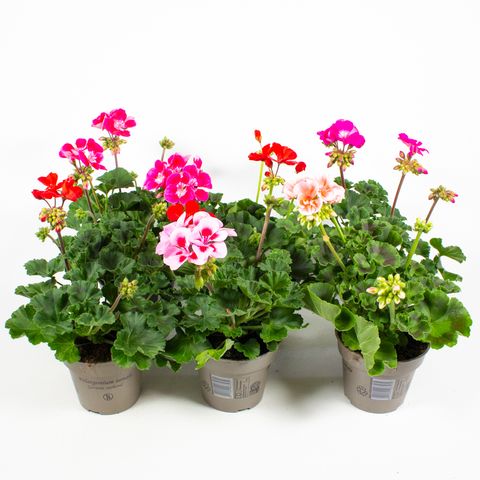 Pelargonium ZONALE MIX