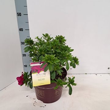 Rhododendron ENCORE AUTUMN PRINCE