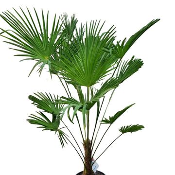 Trachycarpus wagnerianus