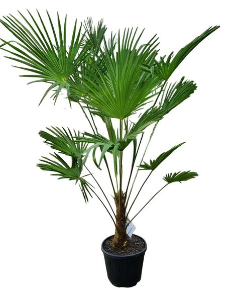 Trachycarpus wagnerianus
