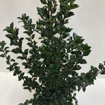 Ilex x meserveae HECKENFEE