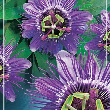 Passiflora MIX