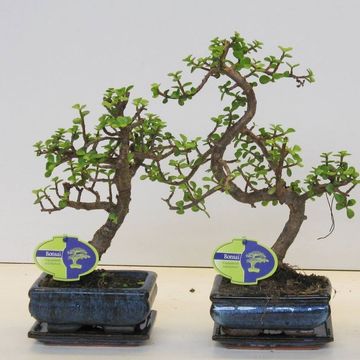Portulacaria afra