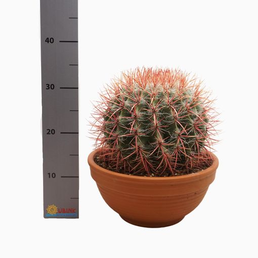 Ferocactus stainesii