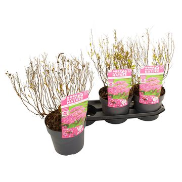 Spiraea japonica 'Anthony Waterer'