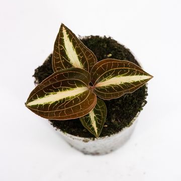 Anoectochilus albolineatus 'Variegata'