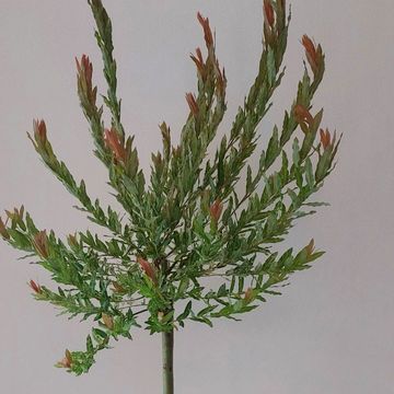 Salix integra 'Flamingo'
