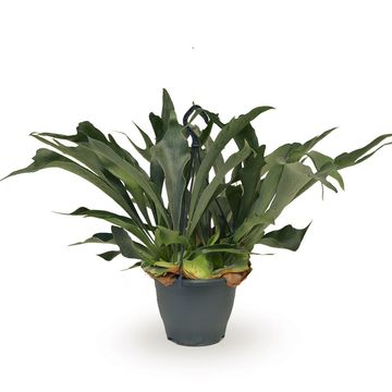 Platycerium bifurcatum