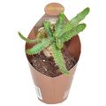 Euphorbia stellata
