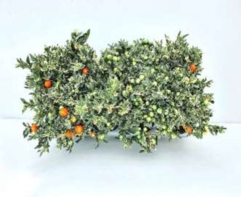 Solanum pseudocapsicum 'Roja'