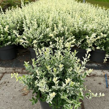 Euonymus fortunei 'Harlequin'