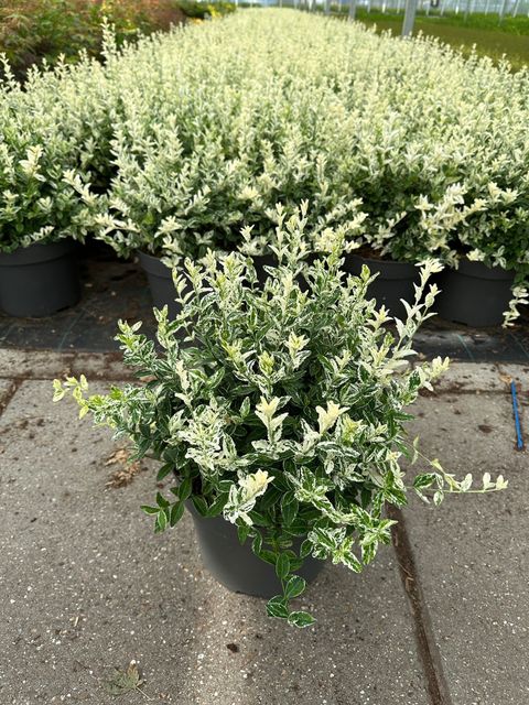 Euonymus fortunei 'Harlequin'