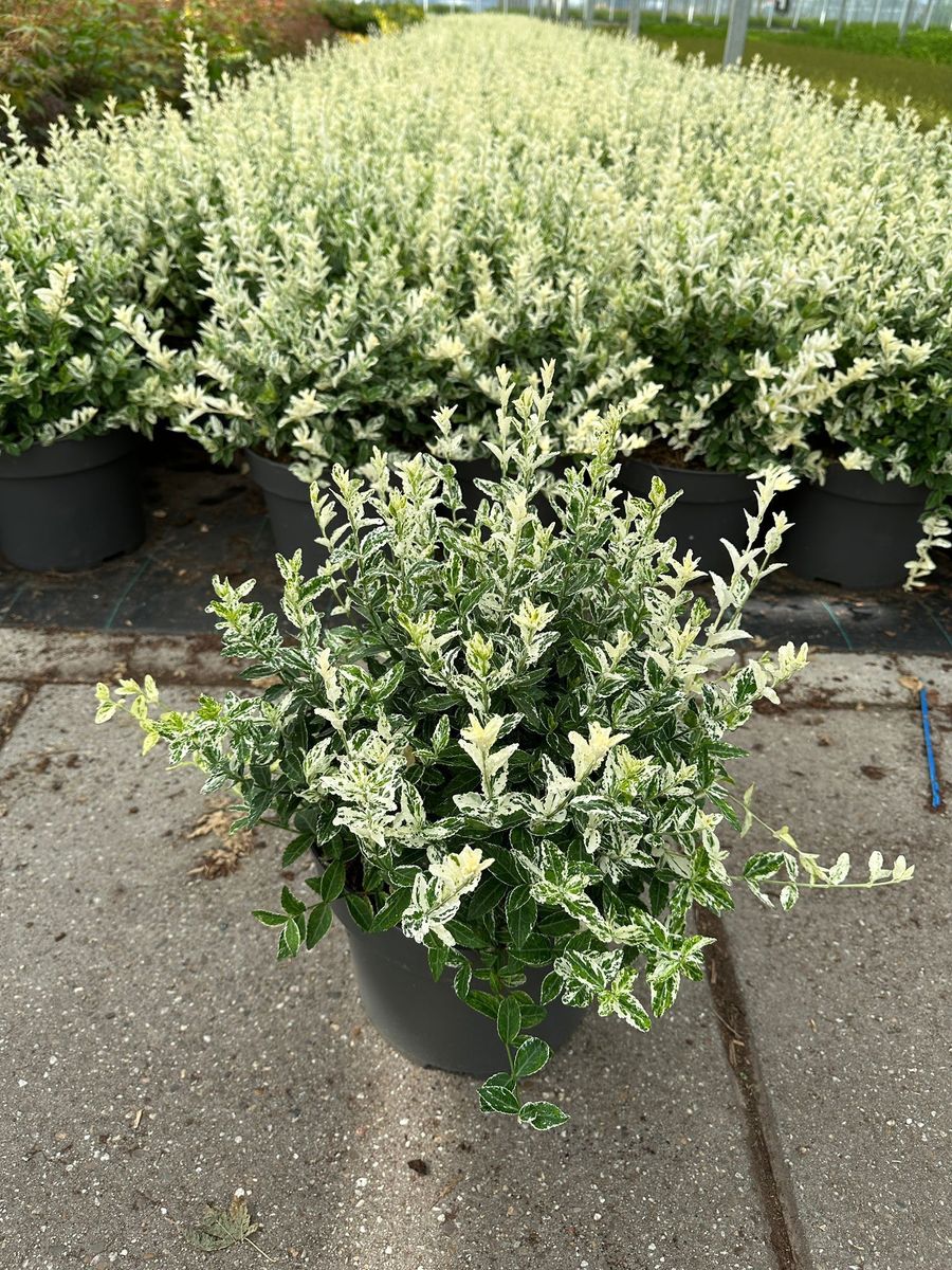 Euonymus fortunei 'Harlequin'  Plant Wholesale FlorAccess