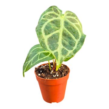 Anthurium DocBlock Anthurium Briëlle '16' X Zara '33'