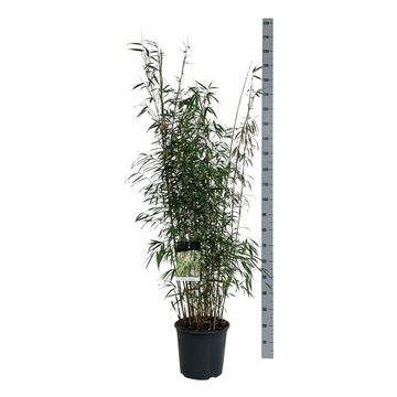 Fargesia scabrida 'Asian Wonder'