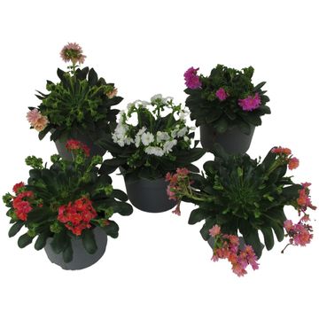 Lewisia cotyledon MOUNTAIN DREAMS MIX