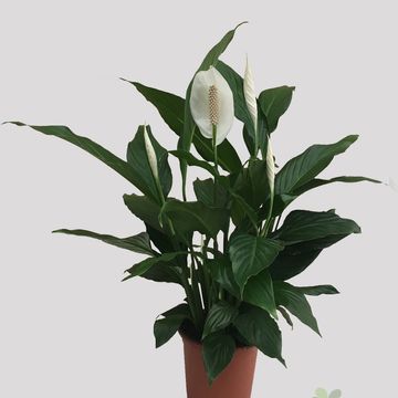 Spathiphyllum ALFETTA
