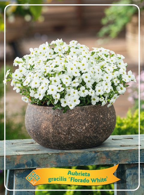 Aubrieta FLORADO WHITE