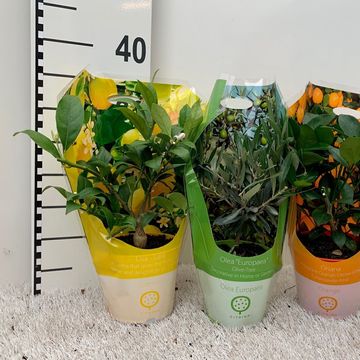 Citrus & Olea MIX