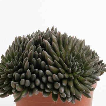 Crassula 'Crassimus'