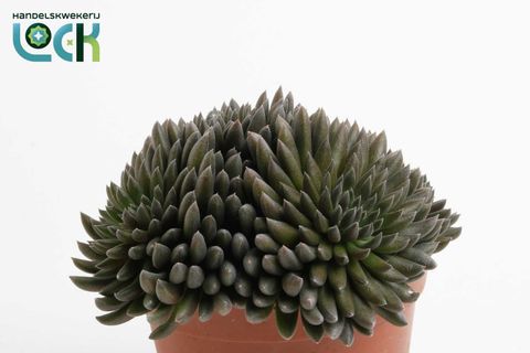 Crassula 'Crassimus'