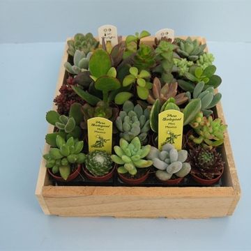 Succulenten MIX