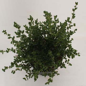 Ceanothus impressus 'Victoria'