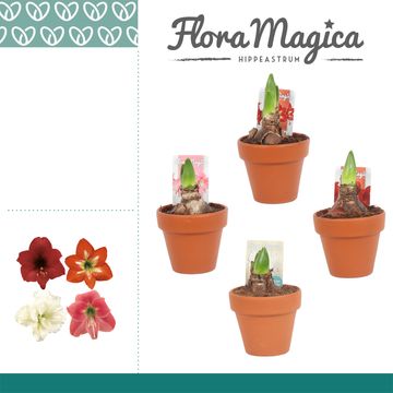 Hippeastrum COLIBRI MIX